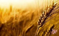 قیمت گندم اصلاح نشد / وعده سرخرمن به گندم‌کاران / تهدید جدی کشت در سال زراعی آینده