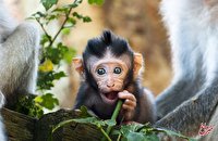 کیف‌قاپی توسط یک میمون در حیات وحش/ عکس