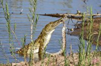 حمله تمساح به مار پایتون/ عکس
