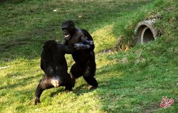 رفتار خارق‌العاده شامپانزه‌/ جنگیدن به سبک انسان!