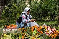 تکلیف مجلس به وزارت کشاورزی برای تدوین برنامه توسعه مشاغل خُرد روستایی