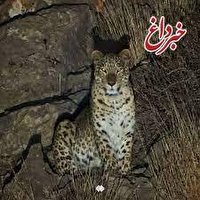 عکس تماشایی از پلنگ ایرانی در پارک ملی خراسان