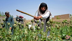 ماجرای کاهش تولید تریاک در افغانستان/ هدف طالبان از ممنوعیت کشت خشخاش چیست؟