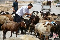 قیمت جدید دام زنده امروز ۱۶ مهر ۱۴۰۳ اعلام شد/ مقدسی: دام زنده با ضرر فروخته می‌شود + جزییات