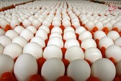 هشدار به دولت: تخم‌مرغ ۲۵ هزار تومانی یعنی مرگ تولید