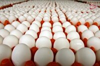 هشدار به دولت: تخم‌مرغ ۲۵ هزار تومانی یعنی مرگ تولید