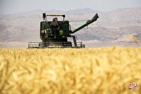 خبر مهم درباره اصلاح قیمت گندم/ قیمت جدید اعلام شد