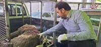 خرس قهوه‌ای دنا تلف شد
