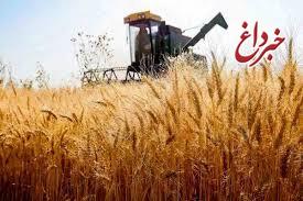 خبر مهم رییس سازمان برنامه به گندمکاران/ زمان پرداخت مطالبات گندمکاران اعلام شد