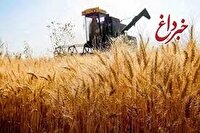 خبر مهم رییس سازمان برنامه به گندمکاران/ زمان پرداخت مطالبات گندمکاران اعلام شد