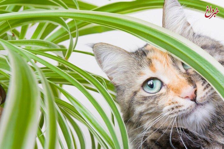 چرا سگ‌ها و گربه‌ها عاشق خوردن علف هستند؟