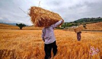 خبر مهم معاون وزیر جهادکشاورزی برای گندمکاران/ واریزی جدید انجام شد + رقم واریزی