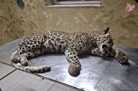 تلف‌شدن حیوان در معرض انقراض در مشهد