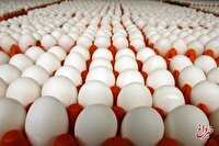 قیمت انواع تخم مرغ پوست سفید اعلام شد