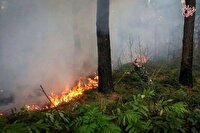 حریق در عرصه‌های جنگلی چالوس