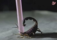 درمان سرطان با زهر عقرب!