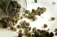 «گل» حتی از «حشیش» هم ویران‌کننده‌تر است/ عوارض استفاده از مخدر گل و قدرت تخریب آن