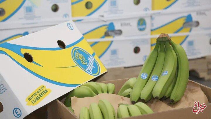 اختلال در سامانه گمرکی، ۱۰۰۰ تن موز را در معرض فساد قرار داد