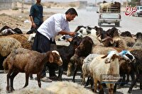 قیمت جدید دام زنده در بازار اعلام شد/ پوریان: از این قیمت بالاتر گوشت نخرید