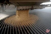 بازار چین جایی برای سویای آمریکا ندارد