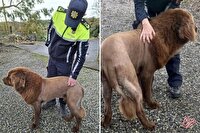 سگی که تبدیل به شیر شد؛ روایت یک ویدئوی وایرال/ عکس