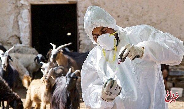 واکنش سازمان غذا و دارو به شیوع تب برفکی