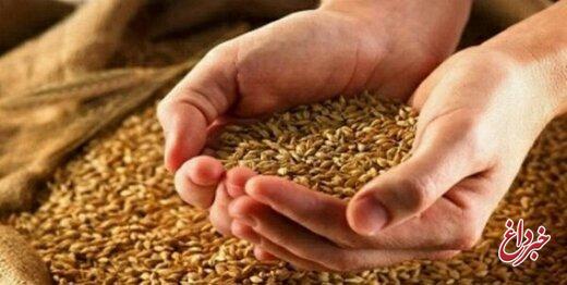 قیمت جدید گندم اعلام شد/ ایمانی: حق بیمه را کسر کنند، قیمت گندم تا این عدد کاهش می‌یابد