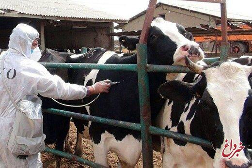 هجوم تب برفکی به دامداریها/ چه تعداد دام تلف شد؟/ شیوع بیماری تحت کنترل است؟ هجوم تب برفکی به دامداریها/ چه تعداد دام تلف شد؟/ شیوع بیماری تحت کنترل است؟