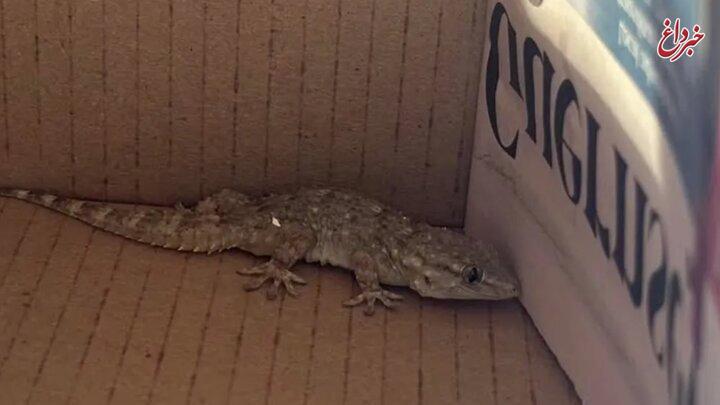 سفر غیرمنتظره و عجیب یک مارمولک