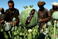 نیاز ۵۰۰ تنی صنعت دارو؛ کشت خشخاش یا واردات؟/ از زمان شاه، ایران مجوز بینالمللی کشت خشخاش داشت نیاز ۵۰۰ تنی صنعت دارو؛ کشت خشخاش یا واردات؟/ از زمان شاه، ایران مجوز بینالمللی کشت خشخاش داشت