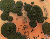 موجودی عجیب که خوراکش رادیواکتیو است! / هیولای چرنوبیل