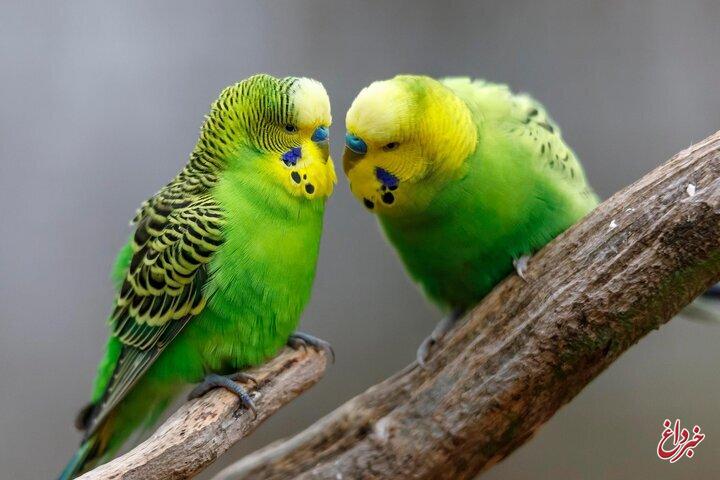 پرنده‌ها چگونه دوست پیدا می‌کنند؟